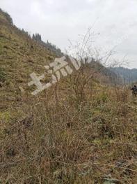 三明清流县 32亩其它林地 经营权转让