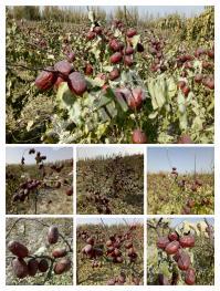 喀什泽普县 332亩 果园 经营权转让