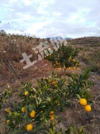 赣州石城县110.96亩果园经营权转让