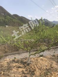 安顺镇宁布依族苗族自治县 30亩 果园 经营权出租