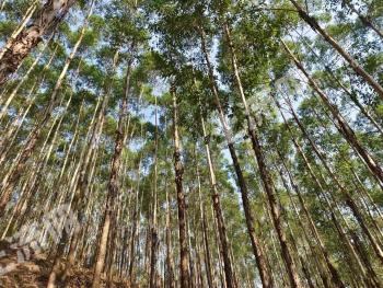 柳州柳江区 1200亩 乔木林地 经营权转让