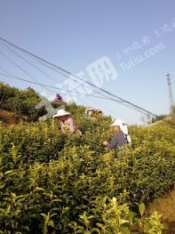 乐山峨眉山市 230亩 茶园 经营权出租