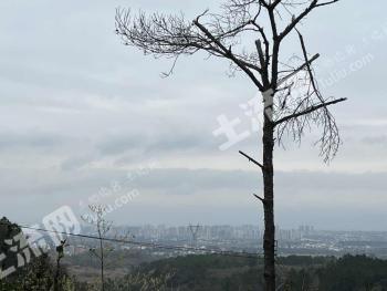 韶关南雄市283.12亩有林地经营权转让