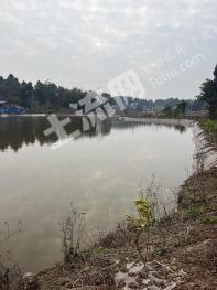 资阳雁江区55亩养殖用地-农场经营权转让