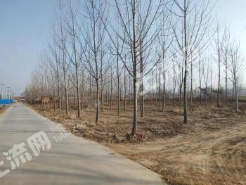 德州宁津县10亩有林地经营权出租