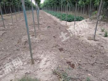 许昌鄢陵县 6亩 水浇地 经营权出租