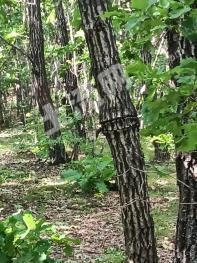 双鸭山宝清县 265.73亩 乔木林地 经营权出租