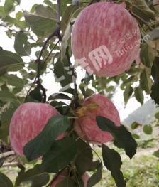 宝鸡凤县 35.02亩 果园 经营权转包