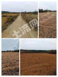 永州道县 120亩 果园 经营权转让