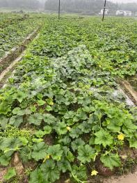 抚州宜黄县 110亩 水田 经营权出租