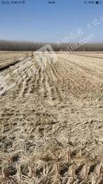 唐山滦南县1000.35亩耕地-水田经营权出租