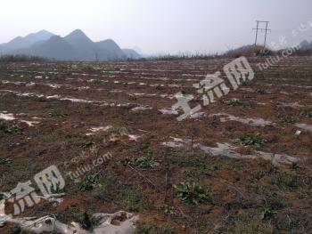 安顺平坝区 139.24亩 旱地 经营权出租