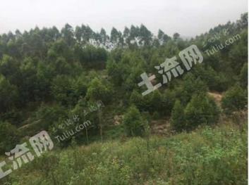 漳州漳浦县 37.5亩 其它林地 经营权转让