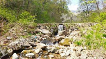 通化集安市200亩林地-有林地经营权转让