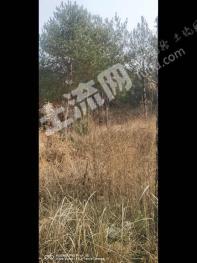 南阳唐河县 4000亩 乔木林地 经营权转让