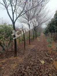 常州金坛区25亩有林地转让