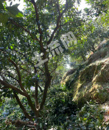 赣州瑞金市 45亩 果园 经营权转让