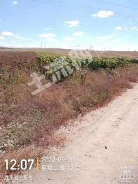 呼和浩特武川县6500亩水浇地经营权出租