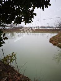 合肥肥西县21亩水产和大棚用地经营权出租