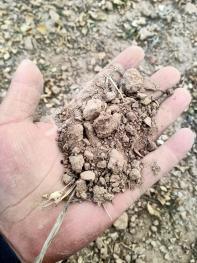 开封龙亭区200亩水浇地经营权出租