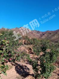 内蒙古赤峰 80亩 有林地 经营权转让