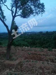 漳州芗城区 7.13亩 其它耕地经营权 转让