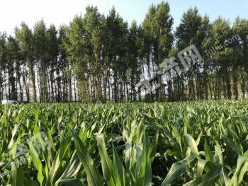 哈尔滨巴彦县 300亩耕地旱地 经营权转包