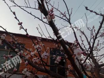 山东潍坊 40亩 旱地经营权 出租