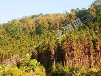 临沧沧源佤族自治县 1215.7亩用材林地 经营权转让