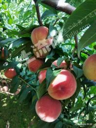 朝阳朝阳县 45亩 果园 转让