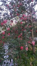 天水麦积区 14亩 果园 经营权转让