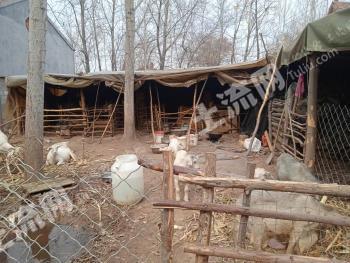 菏泽成武县 366平方农村宅基地 使用权出租