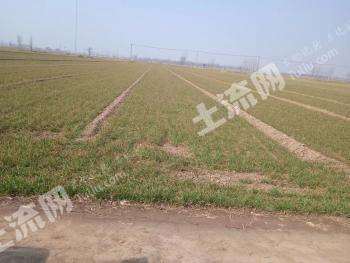 菏泽成武县 16亩 水浇地 经营权出租