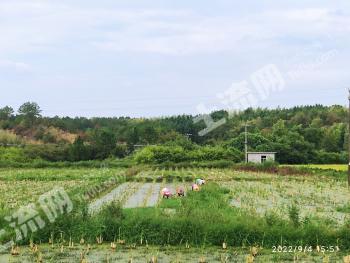 抚州崇仁县 599.6亩 水田和林地 经营权 出租