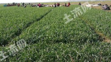 雅安汉源县 0.33亩 水浇地 经营权出租