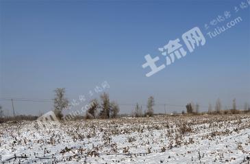 新疆伊犁奎屯市 1300亩 其它林地经营权 出租