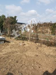 潍坊寿光市4.47亩水浇地经营权转包