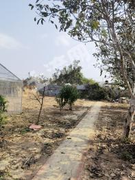 潍坊寿光市4.41亩果园经营权转包