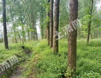 绥化望奎县 400亩有林地 使用权转让