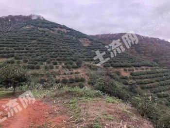 红河河口瑶族自治县692.87亩有林地（六年台农芒果）经营权出租