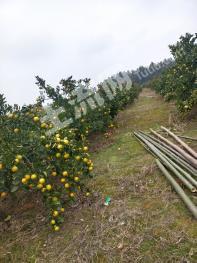 永州零陵区50亩果园经营权转让