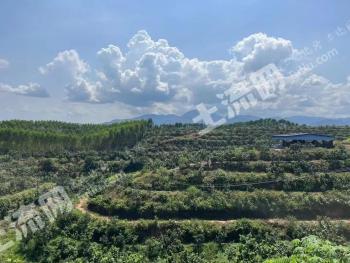 玉林容县 300亩 果园 经营权转包