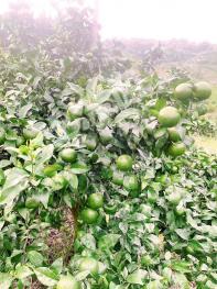 贺州平桂区 200亩 其它林地（沃柑园）经营权 转包