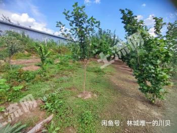 哈尔滨尚志市 58亩 有林地 经营权转让