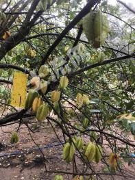 广州黄埔区4.5亩园地-果园出租