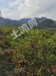 柳州融安县 21.06亩 果园经营权 转包