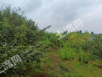 重庆荣昌区 116亩 花椒园地 经营权出租