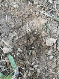 德州齐河县50亩耕地经营权出租