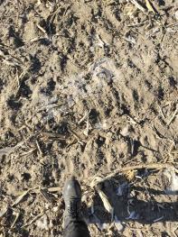 四平双辽市 300亩 旱地 出租