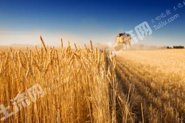 通辽科尔沁左翼后旗 1000亩 空闲地 使用权出租